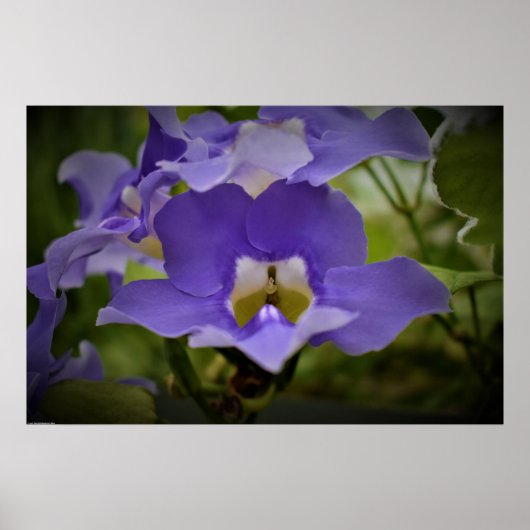 紫と緑 ポスター (正面)