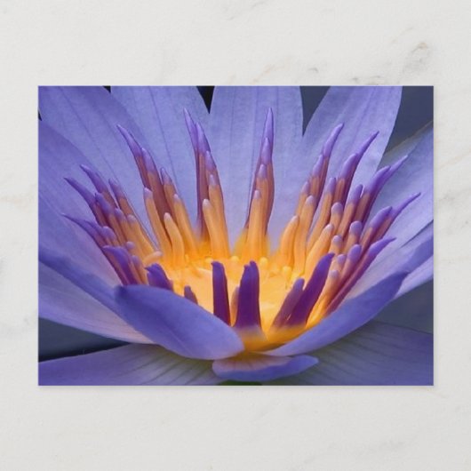 紫と金ゴールドの花 ポストカード (正面)