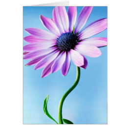 紫と青のデイジーフラワーフローラデイジーフラワー