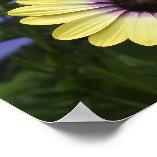 紫と黄のアフリカデイジー ポスター (角)