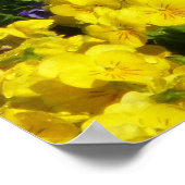 紫と黄のヴィオラカラフルフローラ ポスター (角)