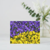 紫と黄のヴィオラカラフルフローラ ポストカード (スタンド正面)