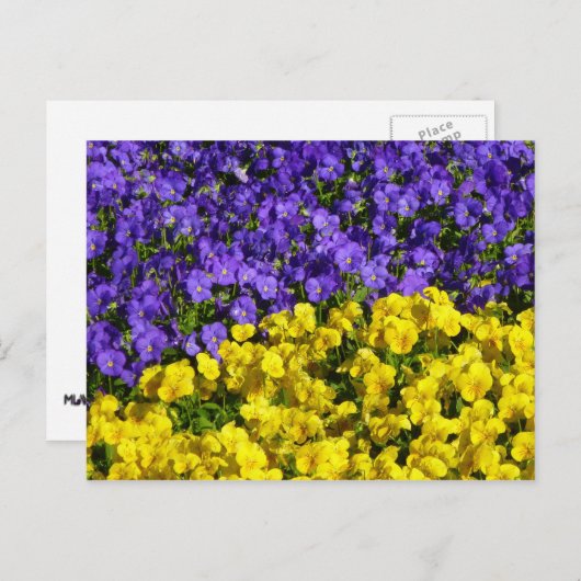 紫と黄のヴィオラカラフルフローラ ポストカード (正面/裏面)