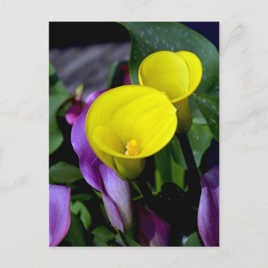 紫と黄色のカレーユリの花はがき ポストカード (正面)