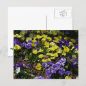 紫と黄色のパンジーの丘の斜面 ポストカード (正面/裏面)