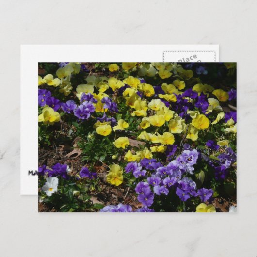 紫と黄色のパンジーの丘の斜面 ポストカード (正面/裏面)