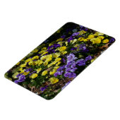 紫と黄色のパンジーの丘の斜面 マグネット (左側)