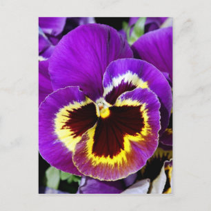 紫と黄色のパンジーの花 ポストカード