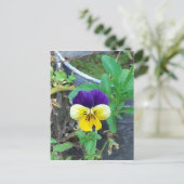 紫と黄色のパンジー ポストカード (スタンド正面)