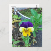 紫と黄色のパンジー ポストカード (正面/裏面)