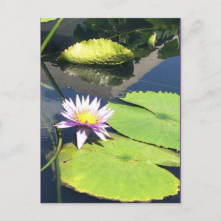 紫と黄色の花はがき ポストカード