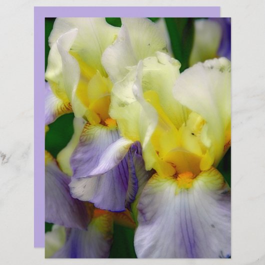 紫と黄色の虹彩 (正面/裏面)