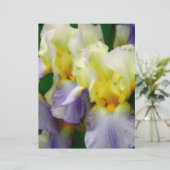 紫と黄色の虹彩 (スタンド正面)