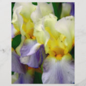 紫と黄色の虹彩 (正面)