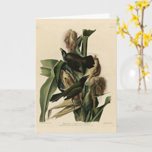 『紫のおじぎ』 カード (黄色い花)