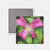 紫のつる植物花 マグネット (正面/裏面)