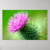 紫のアザミのポスター ポスター (正面)
