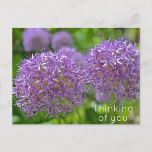 紫のアリウムの花　あなたのことを想って ポストカード