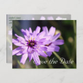 紫のエレガントデイジーの花の日付を保存 案内ポストカード (正面/裏面)