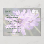 紫のエレガントデイジーの花の日付を保存 案内ポストカード (裏面)