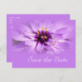 紫のエレガントデイジーの花は日付はがきを保存 案内ポストカード (正面/裏面)