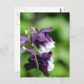 紫のオダマキ（植物）はがき ポストカード (正面/裏面)