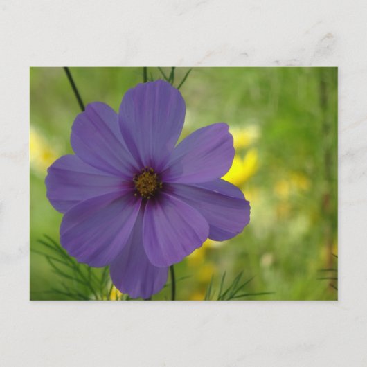 紫のコスメアの花のDIYポストカード ポストカード (正面)