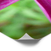 紫のコスモスの野花 ポスター (角)