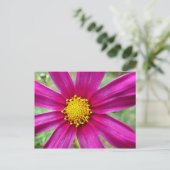 紫のコスモスの野花 ポストカード (スタンド正面)