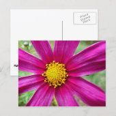 紫のコスモスの野花 ポストカード (正面/裏面)