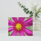 紫のコスモスの野花 ポストカード (スタンド正面)