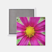 紫のコスモスの野花 マグネット (正面/裏面)