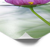 紫のコスモス花 フォトプリント            (角)