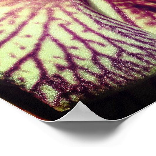 紫のストライプの蘭の花が閉まる ポスター (角)