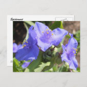 紫のスパイダートのはがき ポストカード (正面/裏面)