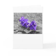 紫のスミレ、カード