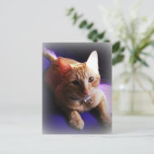 紫のソファに座るかわいいジンジャー柄のタビー猫 ポストカード (スタンド正面)