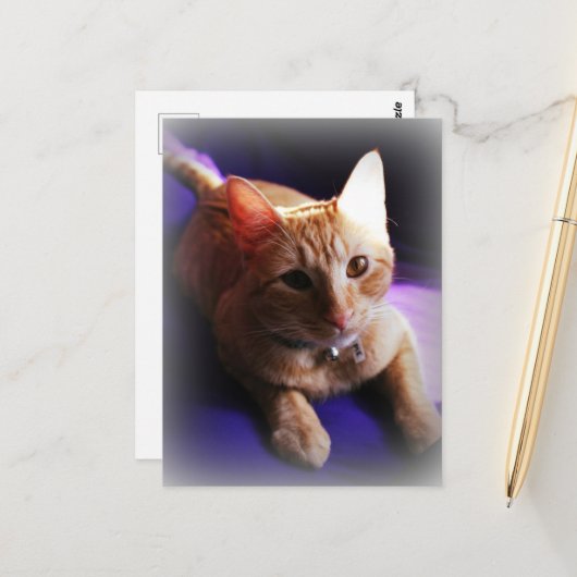 紫のソファに座るかわいいジンジャー柄のタビー猫 ポストカード (正面/裏面インサイチュ)