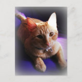 紫のソファに座るかわいいジンジャー柄のタビー猫 ポストカード (正面)