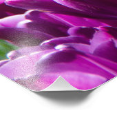 紫のチューリップの大きな畑 フォトプリント            (角)