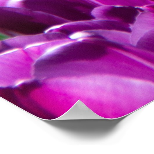 紫のチューリップの大きな畑 ポスター (角)