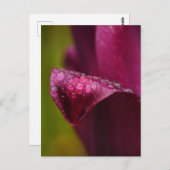 紫のチューリップポストカード ポストカード (正面/裏面)