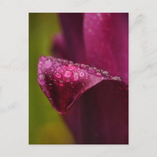 紫のチューリップポストカード ポストカード (正面)