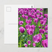 紫のチューリップ ポストカード (正面/裏面)