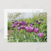 紫のチューリップ ポストカード (正面/裏面)