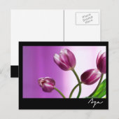 紫のチューリップ ポストカード (正面/裏面)