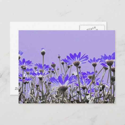 紫のデイジーはがき ポストカード (正面/裏面)