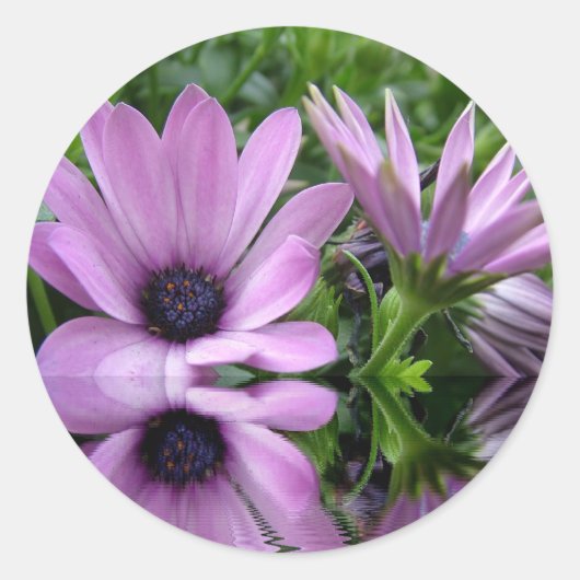 紫のデイジー花 ラウンドシール (正面)