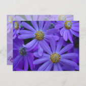 紫のデイジー – はがき#1 ポストカード (正面/裏面)