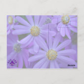 紫のデイジー – はがき#1 ポストカード (裏面)
